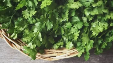 Selain Buat Masak, Ini 7 Manfaat Daun Ketumbar untuk Kesehatan