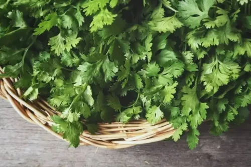 Selain Buat Masak, Ini 7 Manfaat Daun Ketumbar untuk Kesehatan