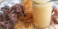 Mengenal Sea Moss, Rumput Laut yang Memiliki Banyak Manfaat