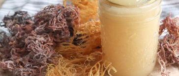 Mengenal Sea Moss, Rumput Laut yang Memiliki Banyak Manfaat
