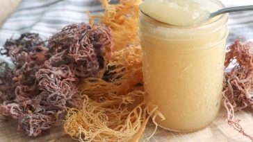 Mengenal Sea Moss, Rumput Laut yang Memiliki Banyak Manfaat