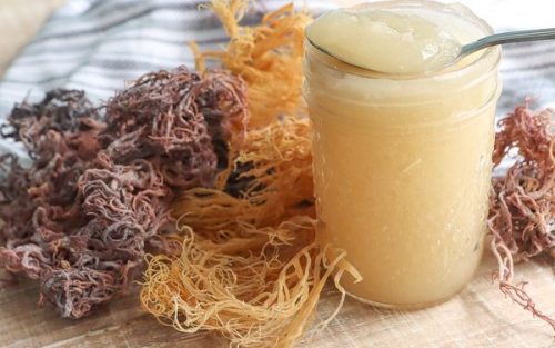 Mengenal Sea Moss, Rumput Laut yang Memiliki Banyak Manfaat
