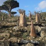 3 WNI Terjebak di Socotra Yaman, Ini Profil Pulau yang Dijuluki 'Persembunyian Dajjal'