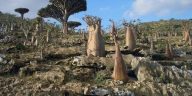 3 WNI Terjebak di Socotra Yaman, Ini Profil Pulau yang Dijuluki 'Persembunyian Dajjal'