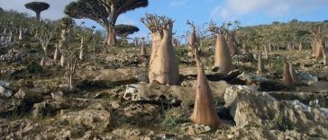 3 WNI Terjebak di Socotra Yaman, Ini Profil Pulau yang Dijuluki 'Persembunyian Dajjal'