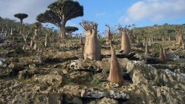 3 WNI Terjebak di Socotra Yaman, Ini Profil Pulau yang Dijuluki 'Persembunyian Dajjal'