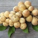 5 Manfaat Buah Duku untuk Kesehatan yang Masih Jarang Diketahui