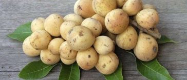 5 Manfaat Buah Duku untuk Kesehatan yang Masih Jarang Diketahui