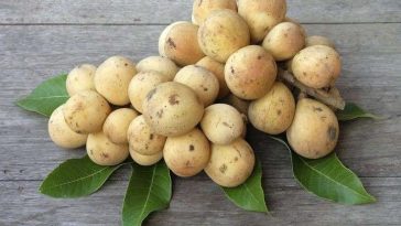 5 Manfaat Buah Duku untuk Kesehatan yang Masih Jarang Diketahui
