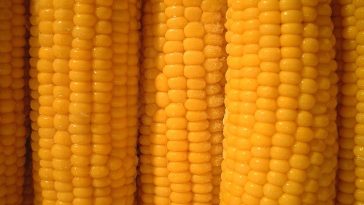 8 Manfaat Jagung Rebus yang Bebas Gluten dan Rendah Lemak