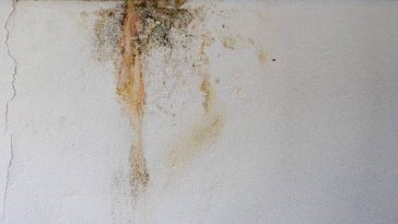 Inilah 5 Cara Atasi Tembok Lembap dan Basah saat Musim Hujan