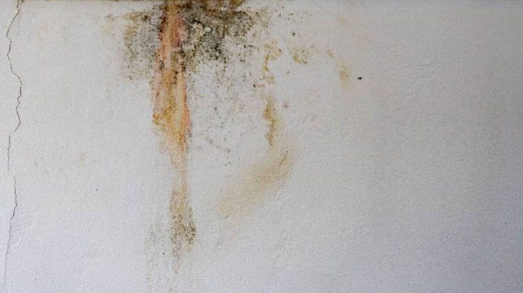 Inilah 5 Cara Atasi Tembok Lembap dan Basah saat Musim Hujan