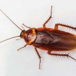 7 Cara Ini Ampuh Usir Kecoak dari Rumah, Bahannya Ada di Dapur