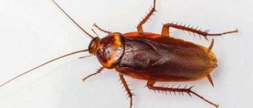 7 Cara Ini Ampuh Usir Kecoak dari Rumah, Bahannya Ada di Dapur