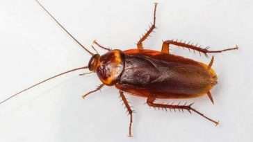 7 Cara Ini Ampuh Usir Kecoak dari Rumah, Bahannya Ada di Dapur