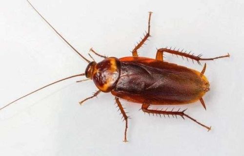 7 Cara Ini Ampuh Usir Kecoak dari Rumah, Bahannya Ada di Dapur