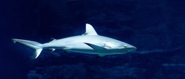 5 Ikan Ini Sebaiknya Tidak Dikonsumsi, Hiu Salah Satunya!