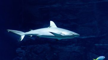 5 Ikan Ini Sebaiknya Tidak Dikonsumsi, Hiu Salah Satunya!