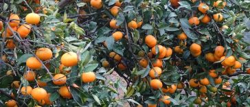 Tak Perlu Lahan Luas, 7 Buah Ini Bisa Ditanam di Depan Rumah