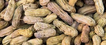 Berapa Lama Mengukus Kacang Tanah agar Empuk Sempurna? Simak Tahapannya!