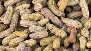 Berapa Lama Mengukus Kacang Tanah agar Empuk Sempurna? Simak Tahapannya!