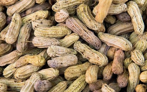 Berapa Lama Mengukus Kacang Tanah agar Empuk Sempurna? Simak Tahapannya!