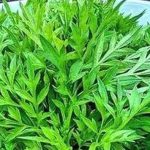 6 Manfaat Rebusan Daun Kenikir untuk Kesehatan yang Masih Jarang Diketahui