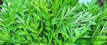 6 Manfaat Rebusan Daun Kenikir untuk Kesehatan yang Masih Jarang Diketahui