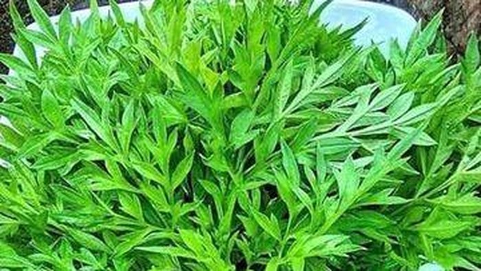 6 Manfaat Rebusan Daun Kenikir untuk Kesehatan yang Masih Jarang Diketahui