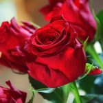 Inialh Daftar Negara yang Larang Warganya Rayakan Hari Valentine