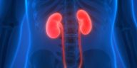 Ini Fungsi Penting Ginjal dan Cara Kerjanya dalam Tubuh
