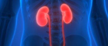 Ini Fungsi Penting Ginjal dan Cara Kerjanya dalam Tubuh