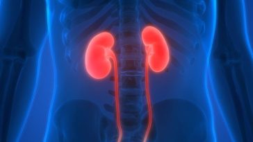 Ini Fungsi Penting Ginjal dan Cara Kerjanya dalam Tubuh
