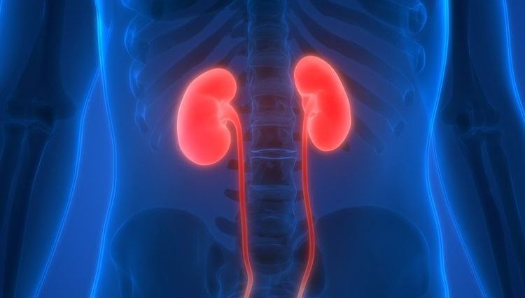Ini Fungsi Penting Ginjal dan Cara Kerjanya dalam Tubuh