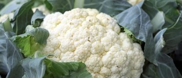 Termasuk Kembang Kol, Ini 10 Makanan untuk Menjaga dan Tingkatkan Fungsi Ginjal