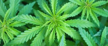 Ilmuwan Ungkap Ganja Tidak Terbukti Redakan Kecemasan