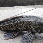 Inilah Daftar Negara yang Warganya Makan Ikan Sapu-Sapu, Ada Kolombia!