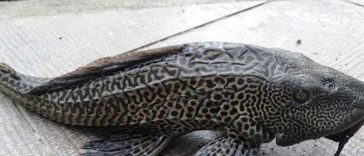 Inilah Daftar Negara yang Warganya Makan Ikan Sapu-Sapu, Ada Kolombia!