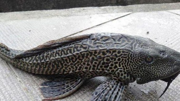 Inilah Daftar Negara yang Warganya Makan Ikan Sapu-Sapu, Ada Kolombia!