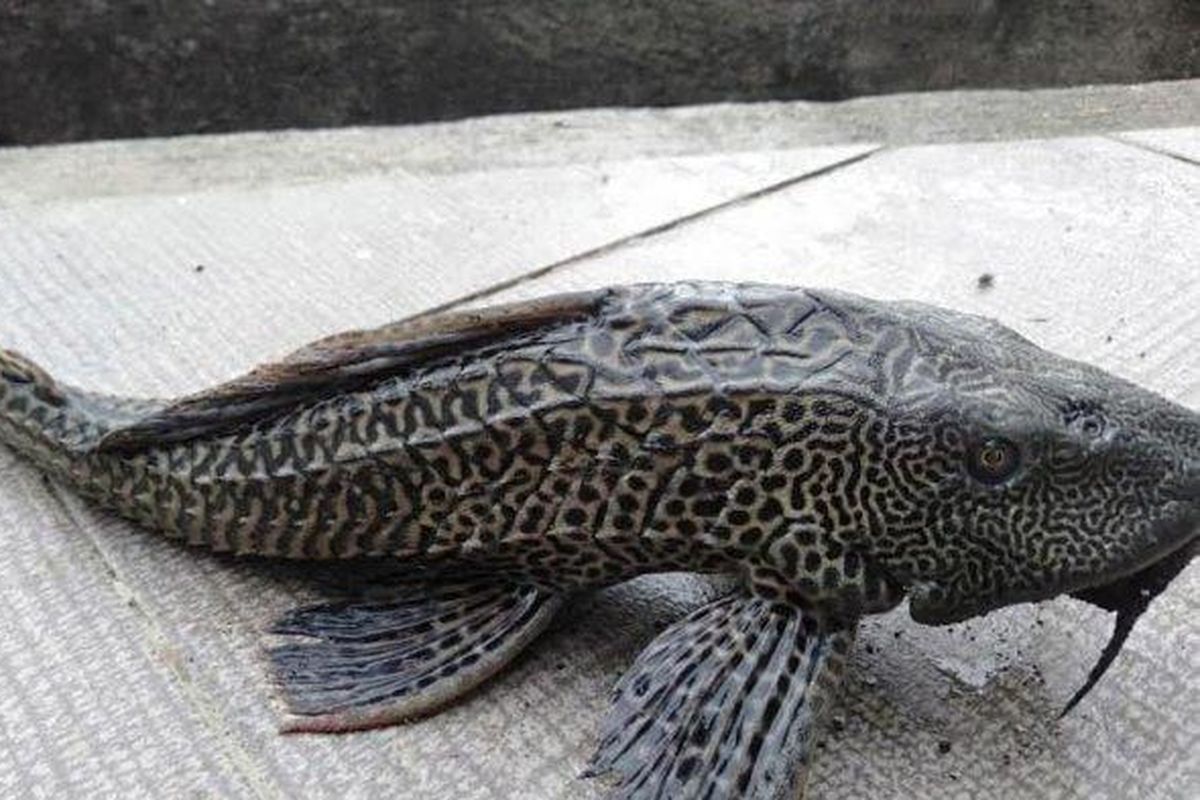 Inilah Daftar Negara yang Warganya Makan Ikan Sapu-Sapu, Ada Kolombia!